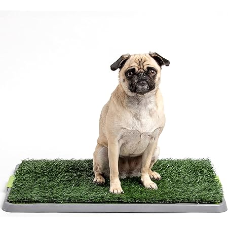 amazon dog pee grass