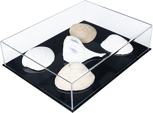 Vista 199 de Better Display Cases Versátil vitrina de acrílico transparente - Caja rectangular grande con base blanca 18" x 12" x 3" (BK09)