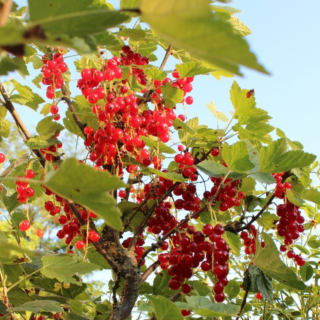 Plants by Frank Ribes Rubrum, 6x BIO-Stachelbeeren Pflanzen, Ø 13 cm
