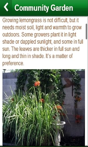 Community Garden - Thumbnail 2