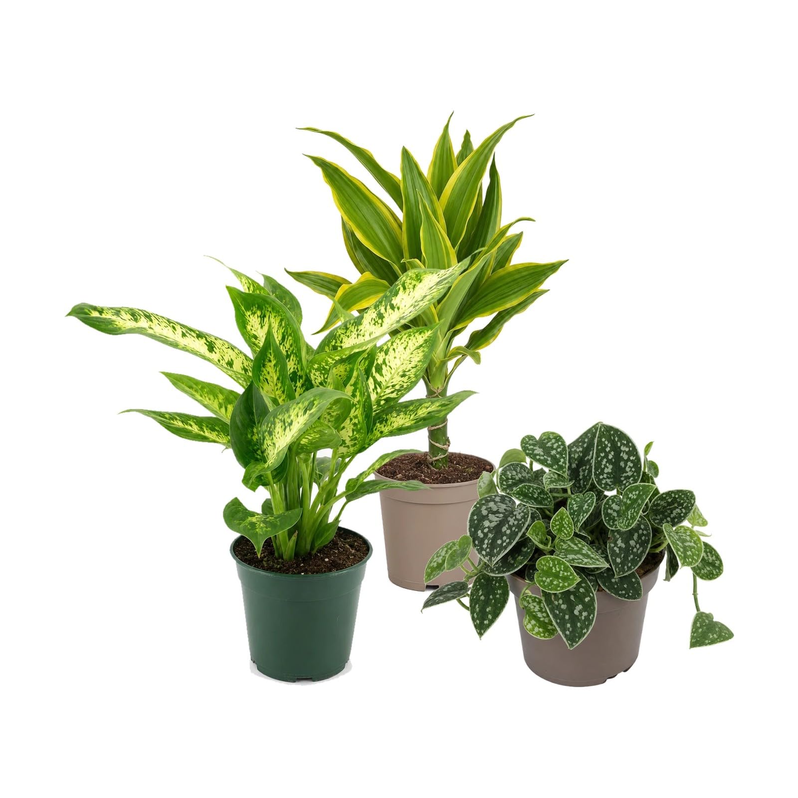 DECOALIVE Pack 3 Plantas Naturales: Portes Verticales y Colgantes