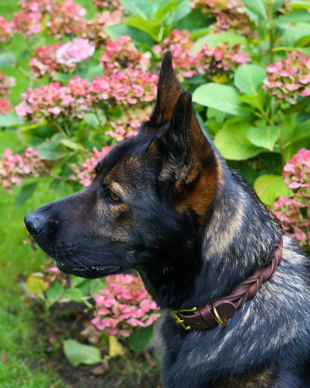Hundehalsband Abby - Weiches Fettleder - Geflochten - Made in Germany - Kastanienbraun L (45-52,5cm Halsumfang, 2,7cm breit)