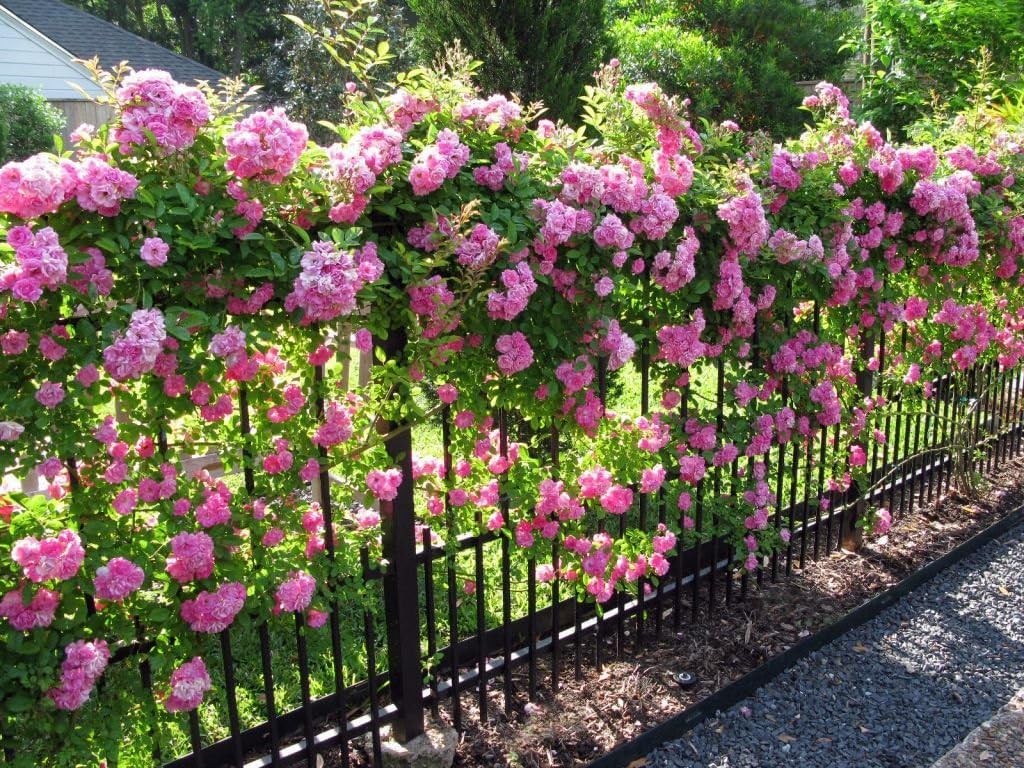 50+ Seeds- Pink Climbing Rose All Season Flower Seeds - Grow Year Round- All India (B0CXQ5YZQH) Amazon Price History, Amazon Price Tracker