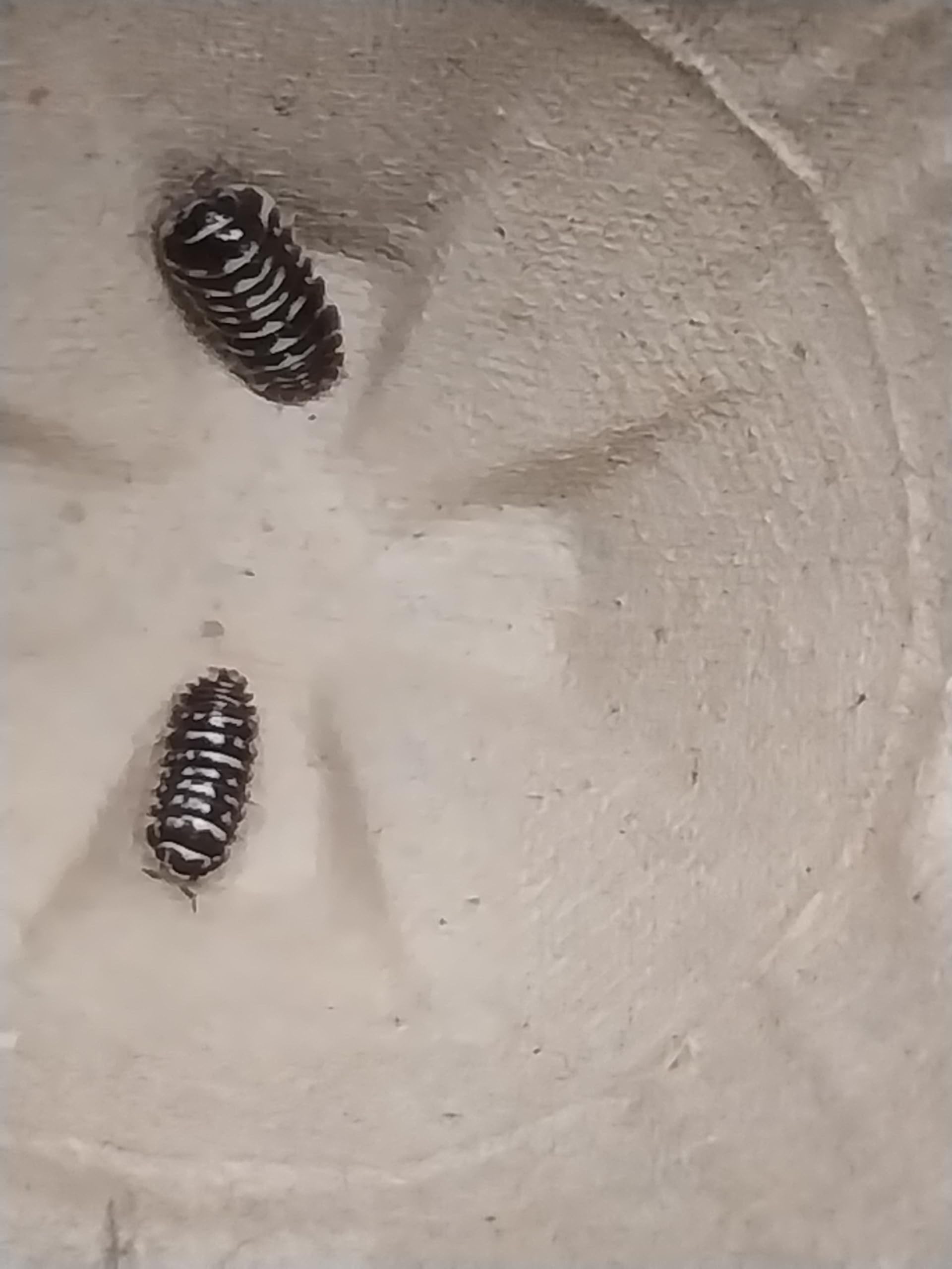 Combo 6+ Zebra Isopod, Roly Poly, Armadillidium maculatum and Springtail Starter Culture