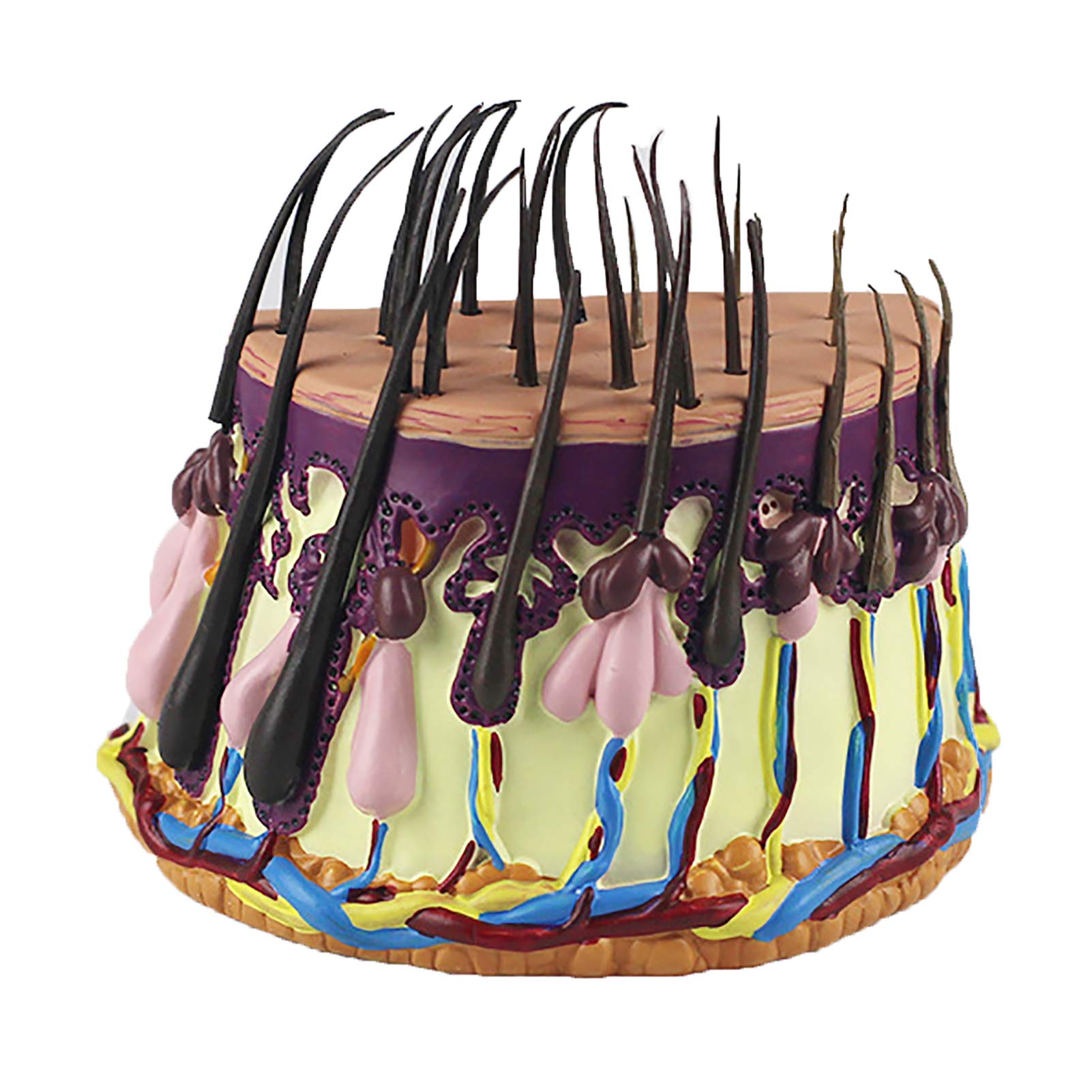 N A Human Body Anatomical Model, Hair Growth Process Hair Follicles Amplification Human Skin Anatomy For Science Classroom Study Display Teaching Model For School