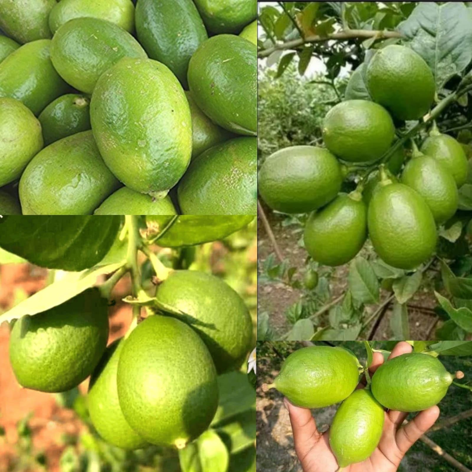 hybrid Seedless Lemon Plant Dwarf Special Variety Gandharaj Nimbu/Nimboo Plant One Healthy Live Grafted Pati Nimboo (size 1.5ft)-image-34
