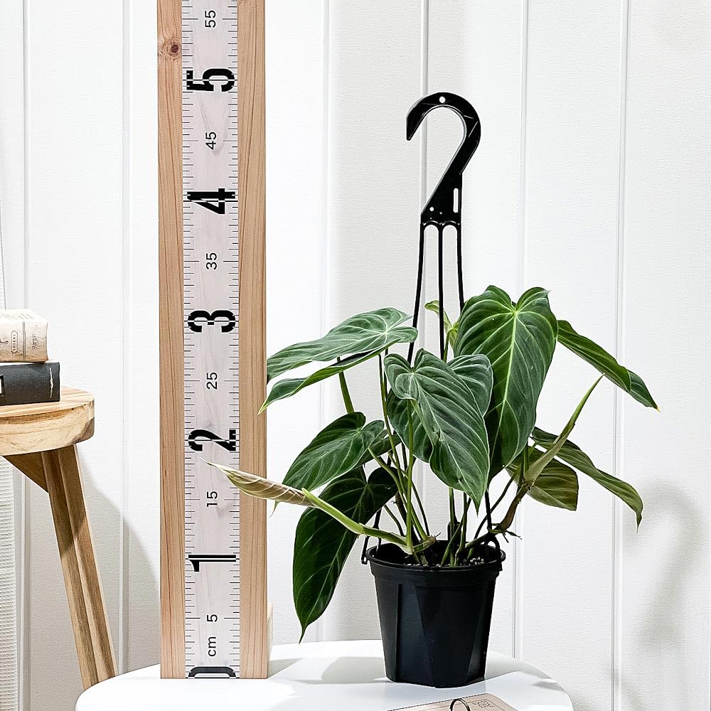 Amazon｜PLANCHU 観葉植物 フィロデンドロン グロリアス 4号吊り鉢