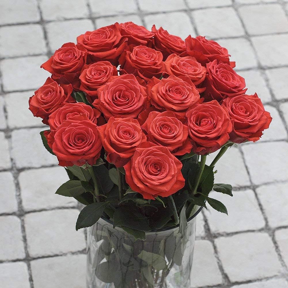 Fresh Cut 24 Orange Roses - Fresh from the Farm Orange Rose Bouquet– Hand-Selected Long-Lasting, Gift and Home Decor Perfect Fresh Flowers |20" Long Stems No Vase-2 Dozen | Flowers Gift