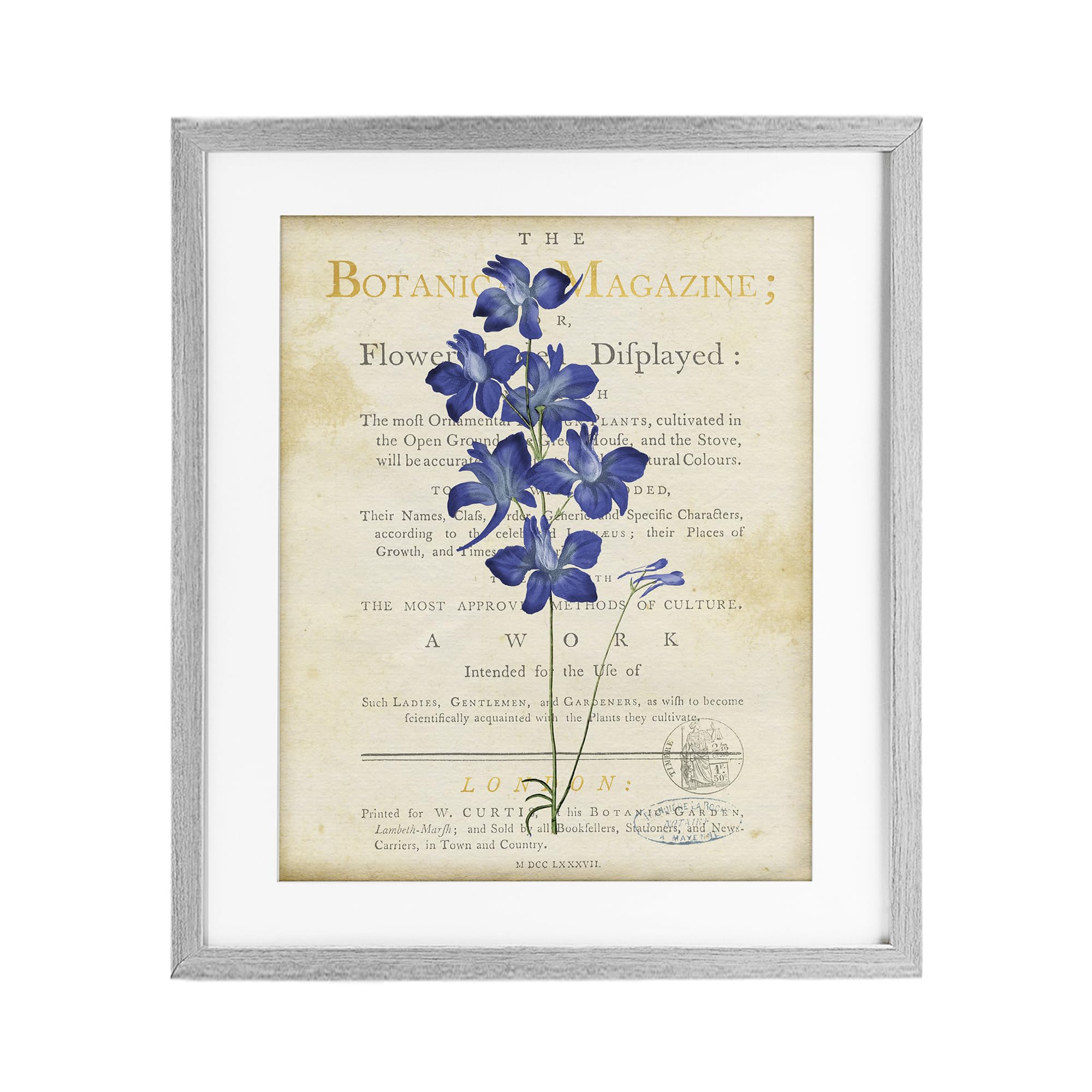Stupell Industries Vintage Botanical Magazine Illustration 'Natural Botanic Garden Flower'| Framed Print Under Glass