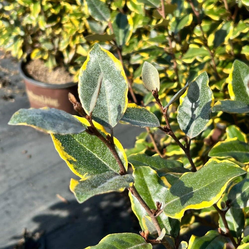 Elaeagnus Olive Martini®, 3 Gallon, Oleaster, Upright Evergreen Shrub, Full Sun, Outdoor