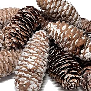 BANBERRY DESIGNS Pine Cones - Set of 28 Pinecones with a White-Washed Finish - Fall and Winter Décor 2"-4" Long
