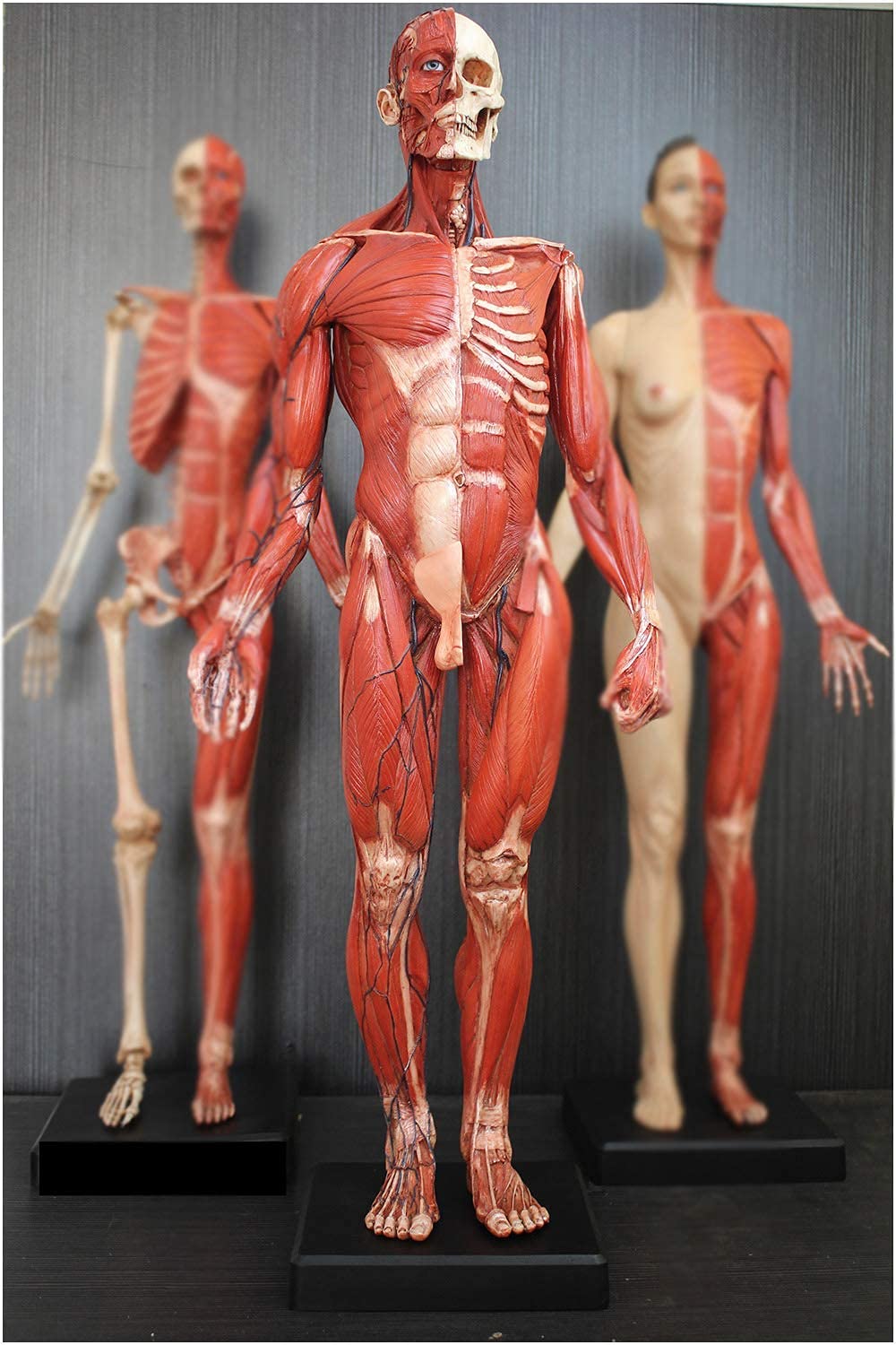 Buy Male Anatomy Figure Human Anatomical Muscle Model PU Material