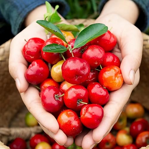 Miniatura 6 de QAUZUY GARDEN 10 semillas de cereza de acerola Malpighia Emarginata, reliquia y frutas jugosas grandes y dulces sin OMG, fáciles de cultivar, bajo