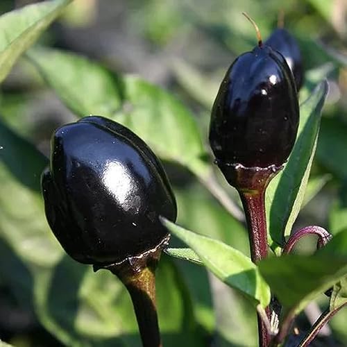 CHUXAY GARDEN Semilla de pimienta ornamental de oliva negra 10 semillas hierba anual plantación de masa ideal para plantar en contenedores
