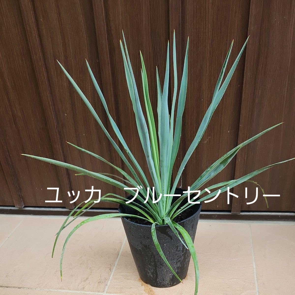 Amazon.co.jp: ユッカ ブルーセントリー 鉢植え 苗 レア ドライ