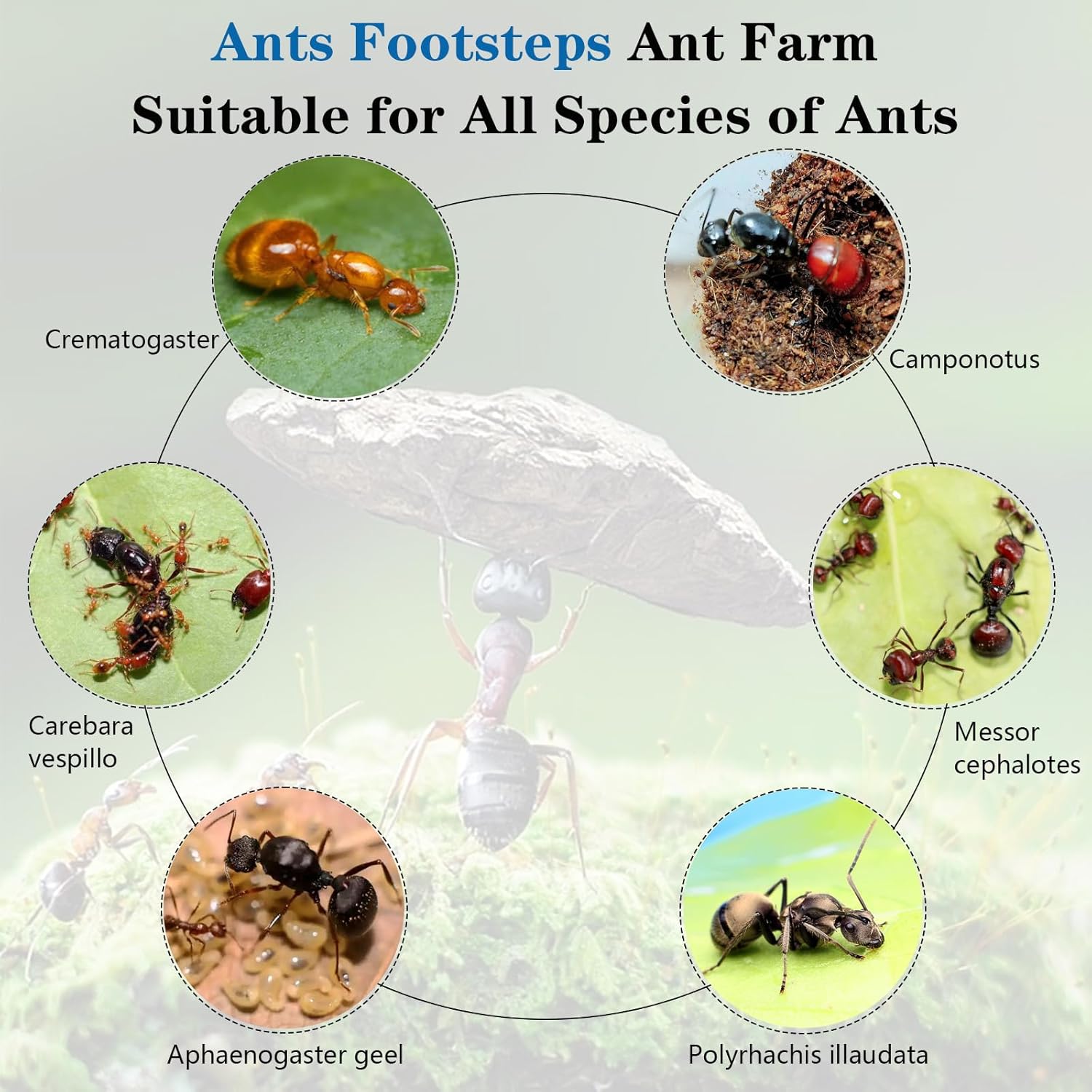 Ant Farm Nest Science DIY Terrarium Kit Care for Live Ants Ant Habitat with Water Tower Nurturing Room and Comprehensive Observation-Set 5