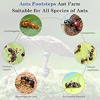 Vista 4 de Nido de Hormigas Granja Científica DIY Kit Terrario para Cuidar Hormigas Vivas Hábitat de Hormigas con Torre de Agua, Sala de Cuidado y Juego