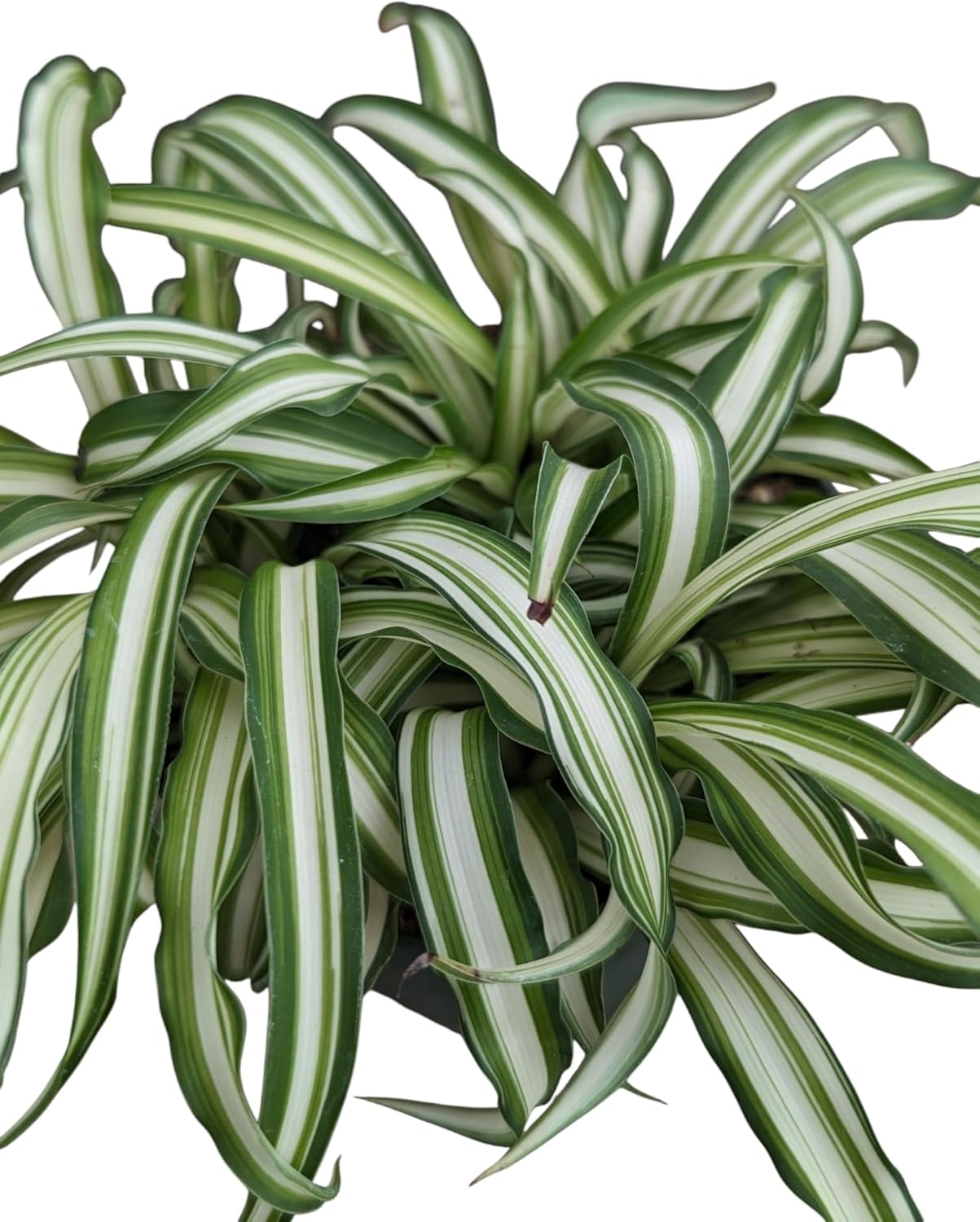 Spider Plant Live Indoor Plants, 4 Inch Pots, Set of 3, Bonnie Curly Variety