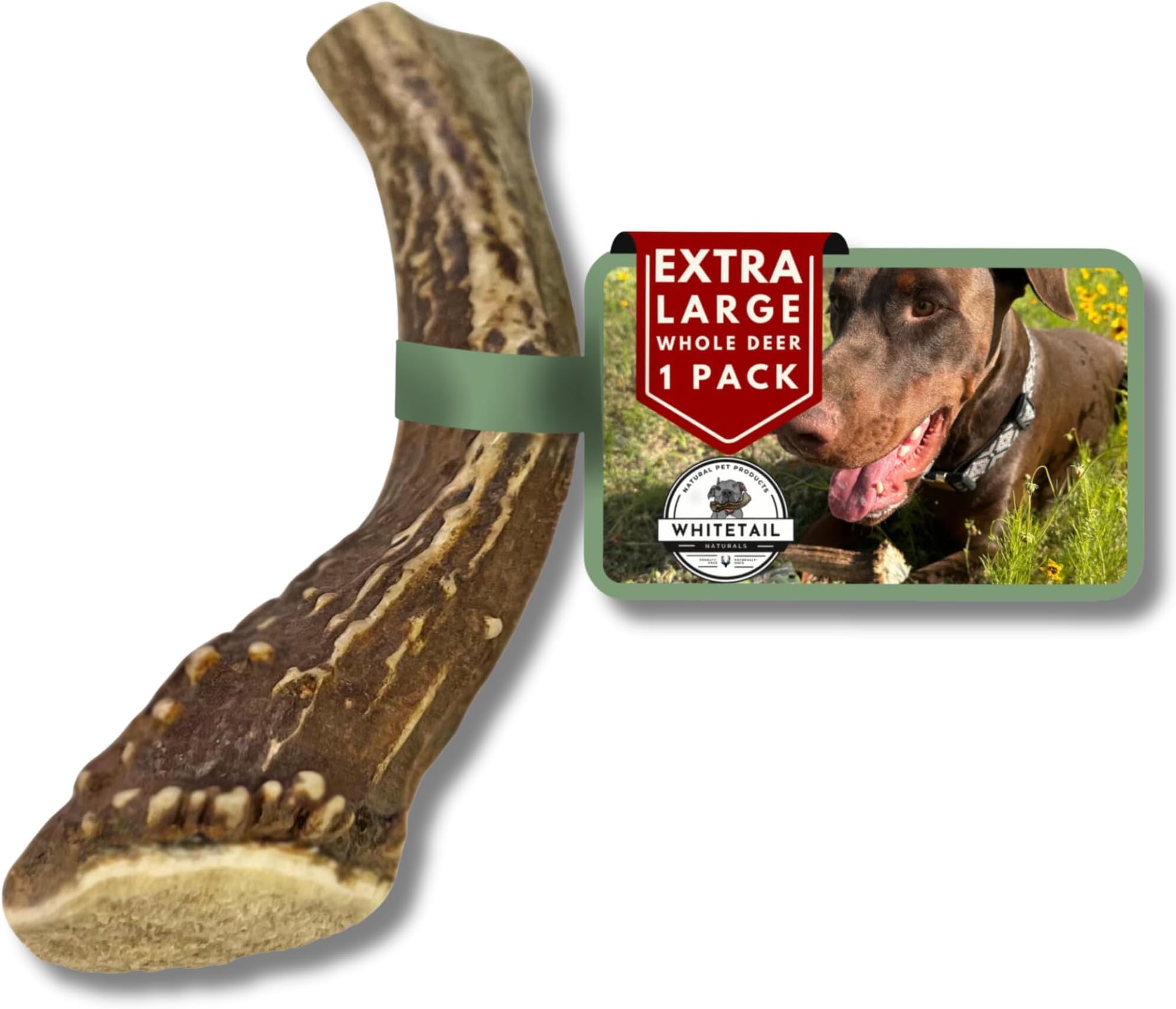 XL Whole Deer Antler for Extra Large Dogs - 7-8" | X-Large, Long Lasting Antler Dog Chew - Naturally Shed - Wild Sourced - Crafted in USA - For XL Aggressive Chewers