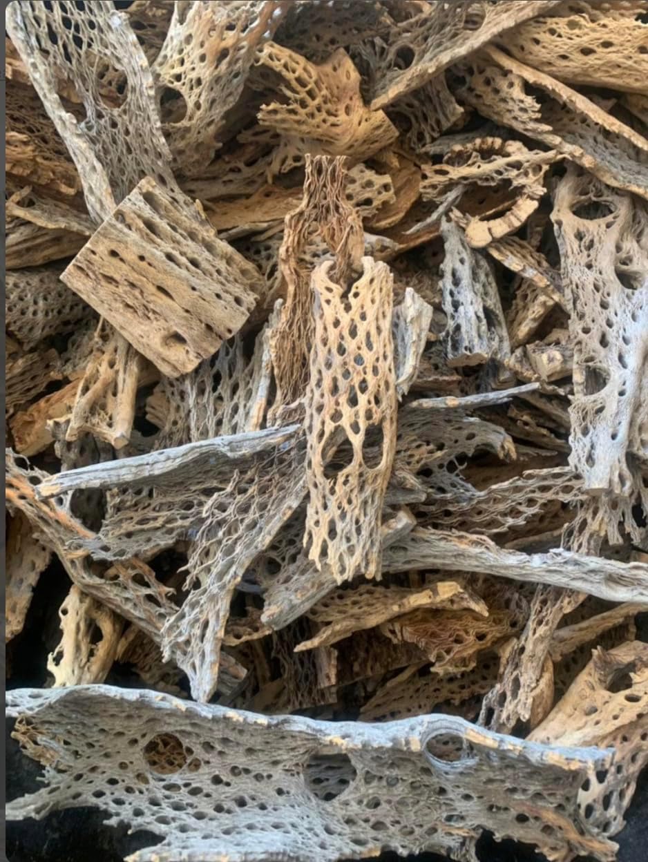 Teddy Bear Cholla Wood Shards – Natural Hermit Crab Treats & Habitat Enrichment for Reptiles, Fish, Small Pets, Birds & Aquariums (Large Box – 14x4x4” (Lengths 1 – 12", 10-15 Pieces))
