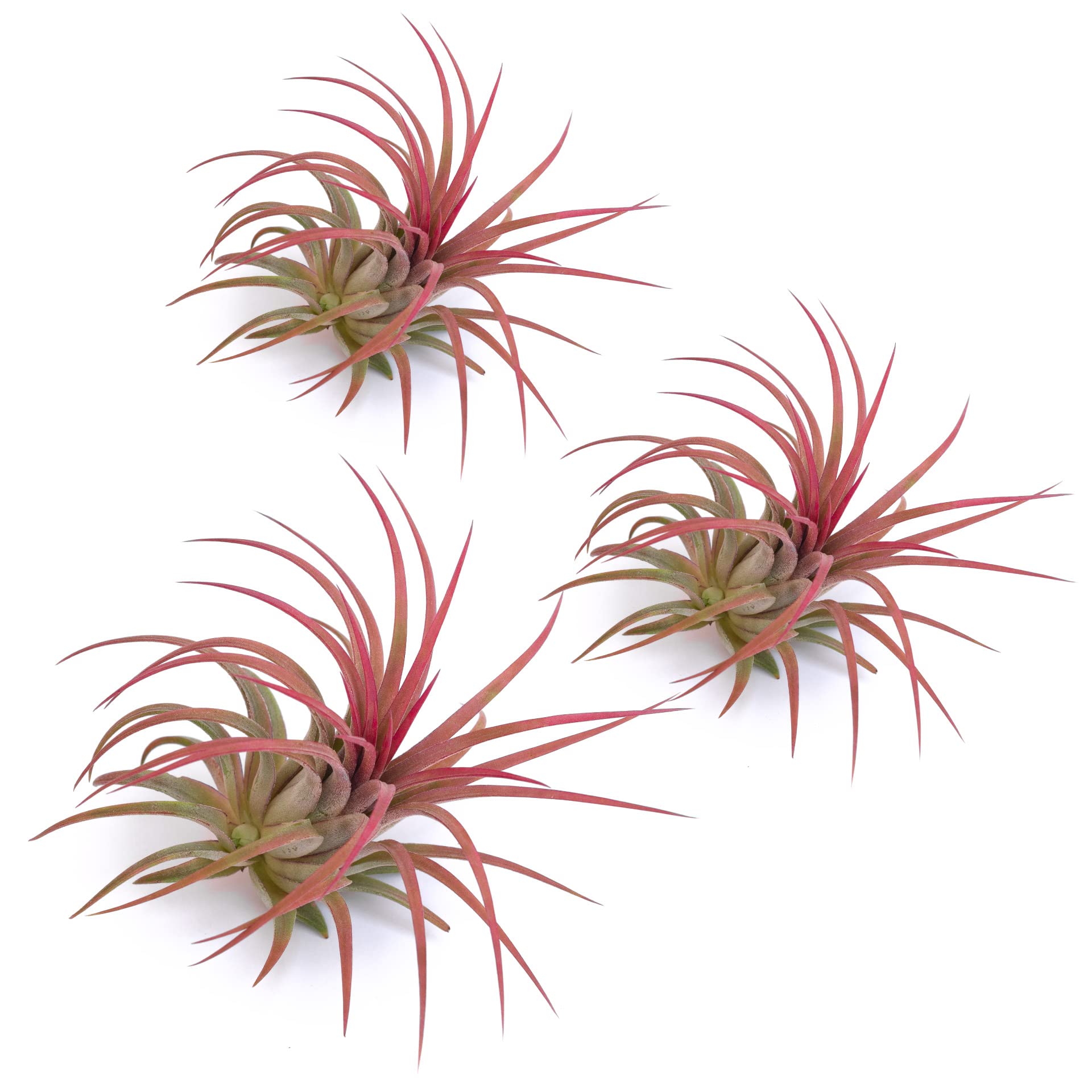 Plante sans terre Tillandsia Ionantha rouge | Air plante interieur x3