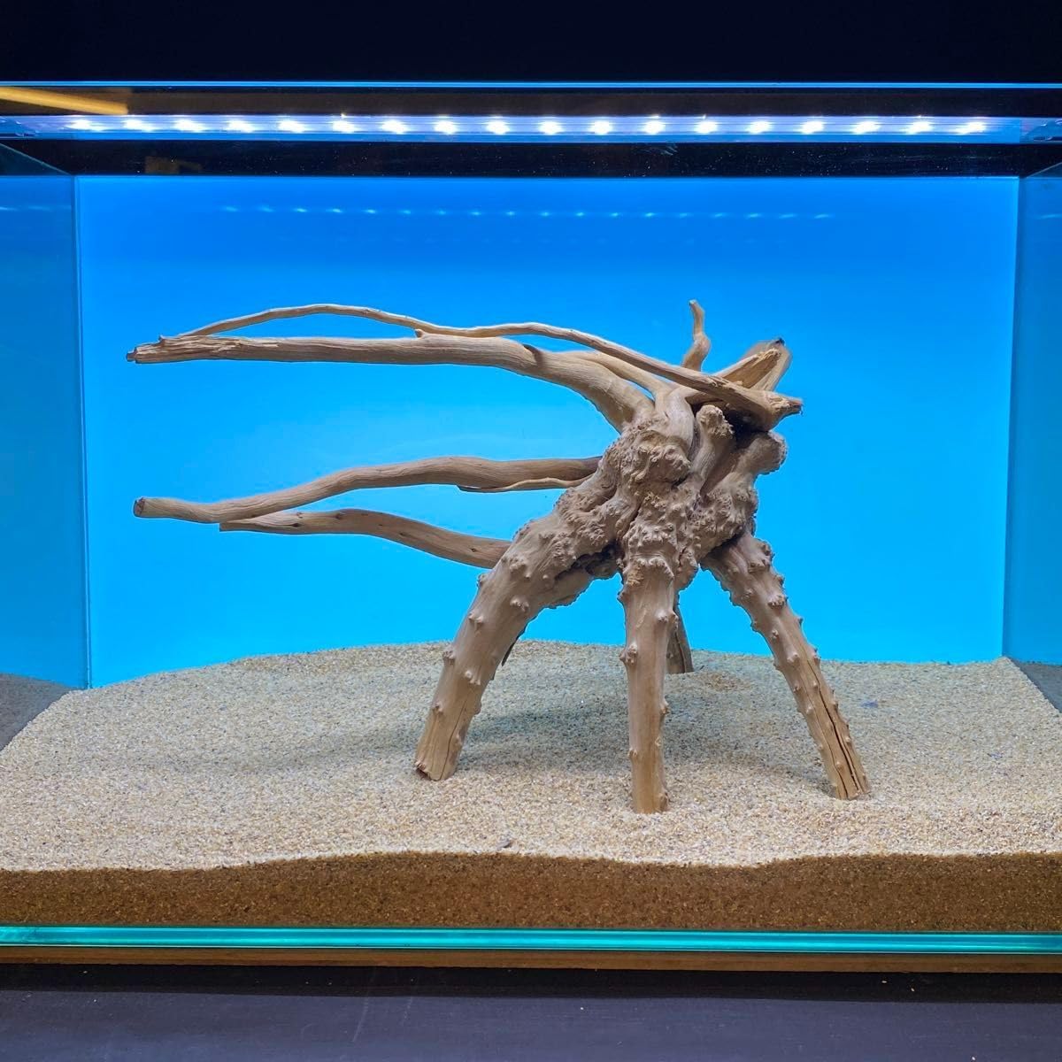 ブランチウッド1点物 枝流木 45cm水槽用 アクアリウム