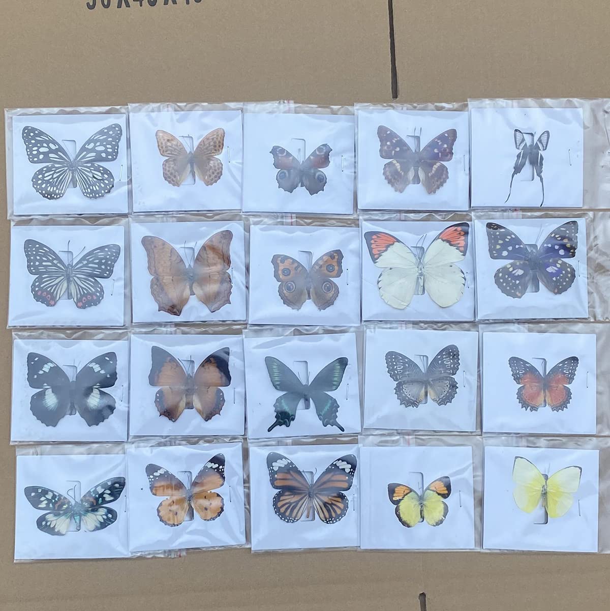 20 Pcs Real Taxidermy Butterfly - Butterfly Specimen Artwork Material Decor, Taxidermy Animals Satisfy Oddities and Curiosities
