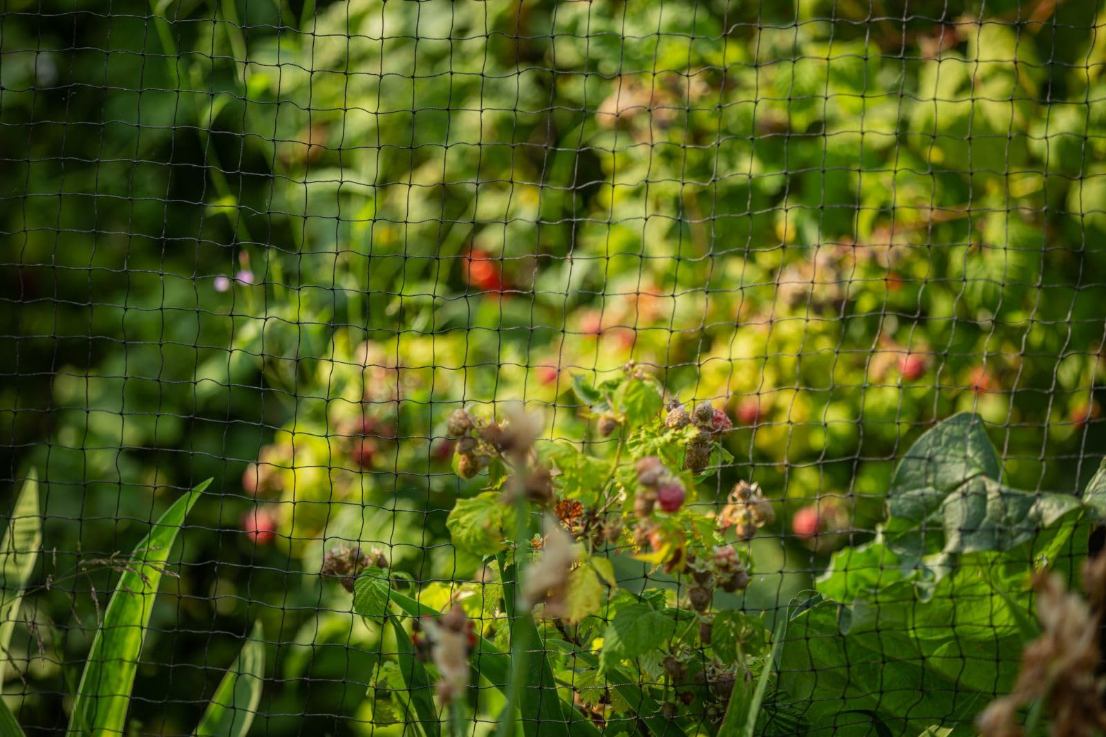 Rete di protezione per piante da giardino, resistente, 20 mm, per fermare gli uccelli, rete da giardino, rete per uccelli da giardino, rete per piselli per giardino (2 x 10 m)