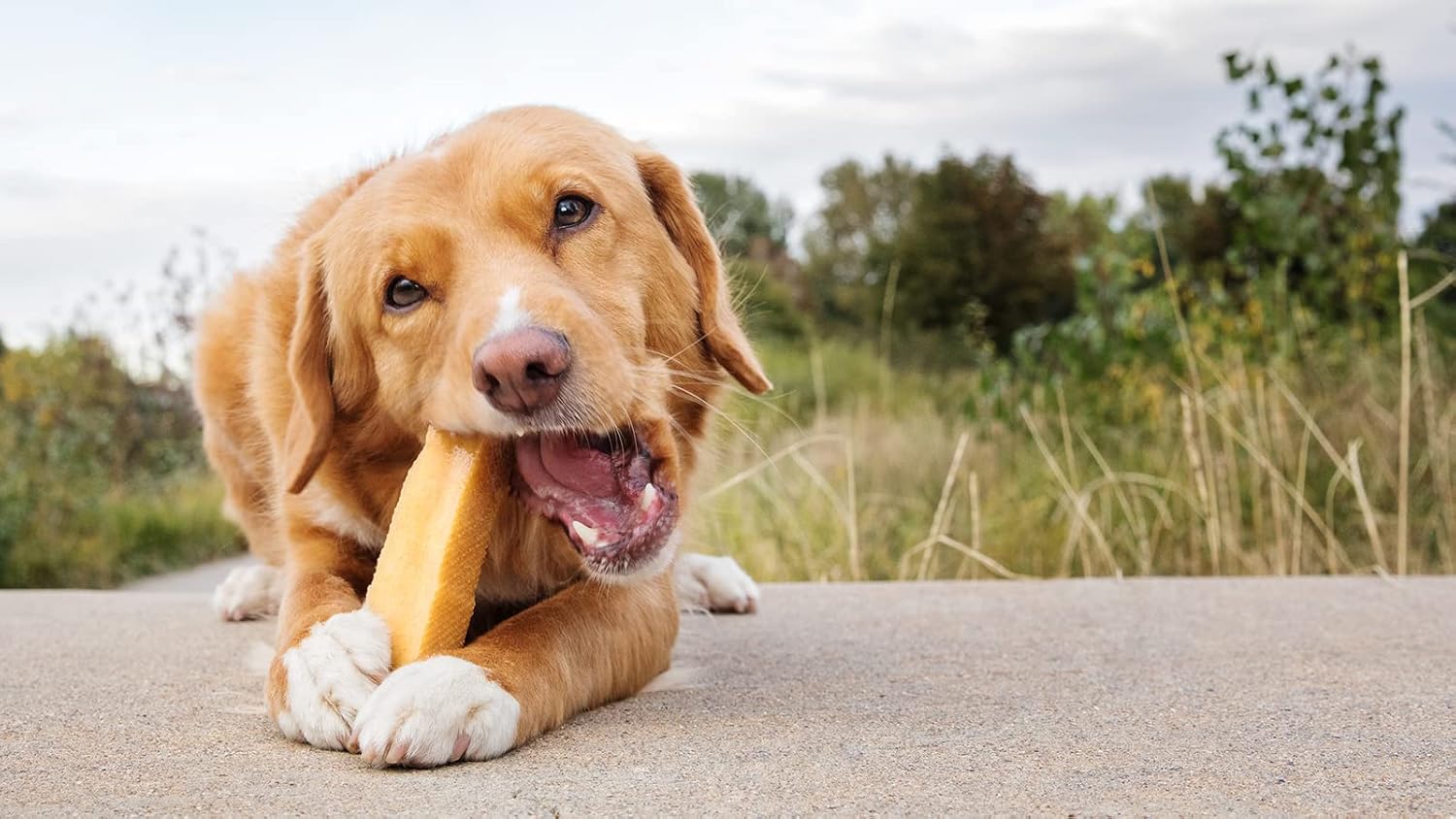 peaksNpaws Yak Cheese Himalayan Dog Chews, High Protein, Natural Dog Treats Large Breed, Lactose Free Chew Sticks for Aggressive Chewers, Long Lasting Pet Treat for Dogs Under 80 lbs, 3 X-Large Chews
