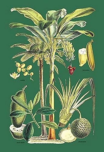 Buyenlarge - Póster de papel «Plants Used as Food», 20.0 x 30.0 in.