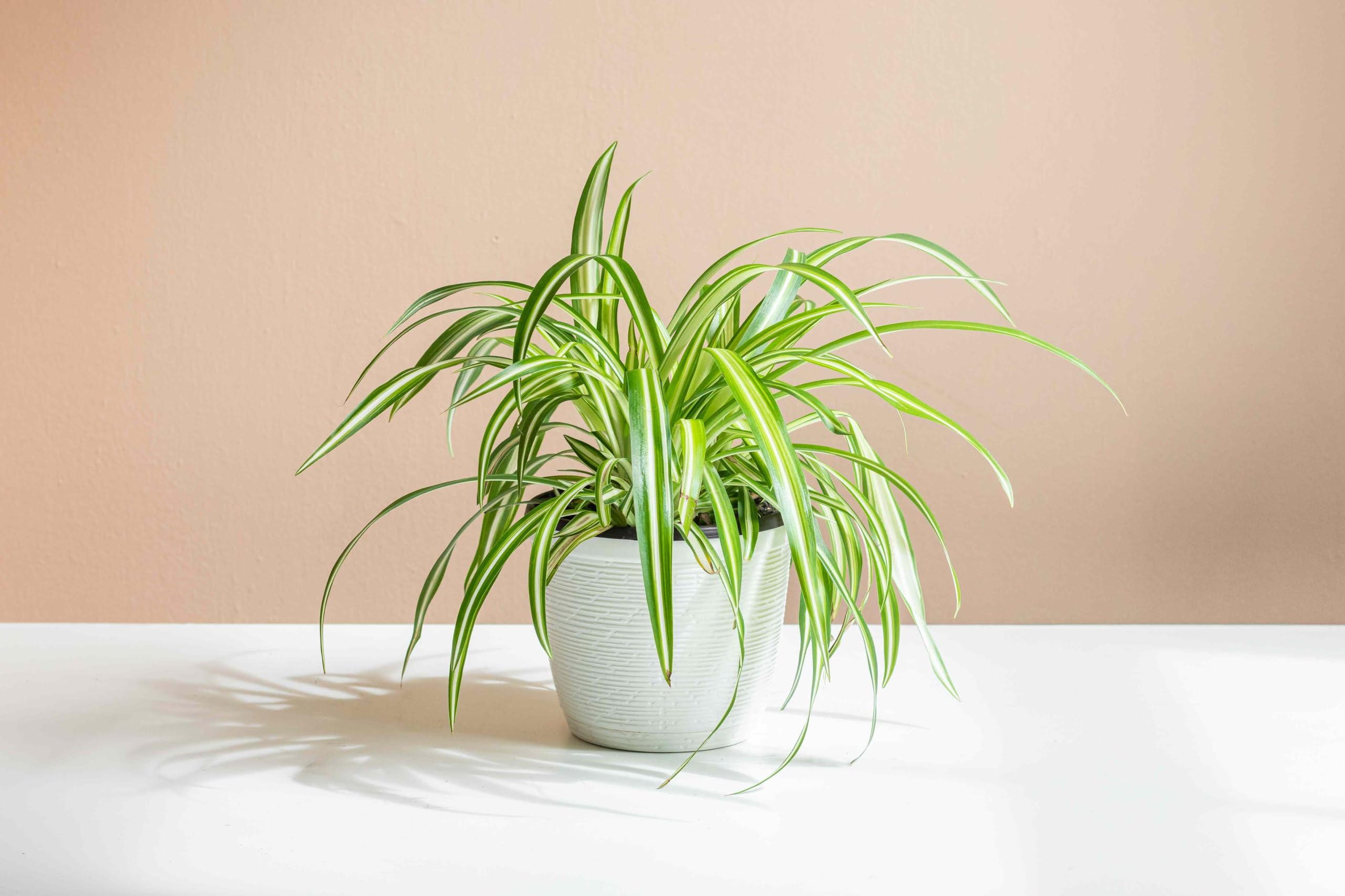 Spider Plant - Live Indoor Plant with Pot -6 Spider Plant - Live Indoor Plant with Pot -6