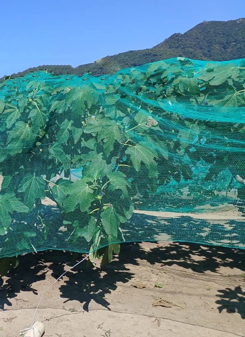 ネット　９ｍ×２ｍ Amazon | カルカルネット 2m×10m 超軽量ネット グリーンネット