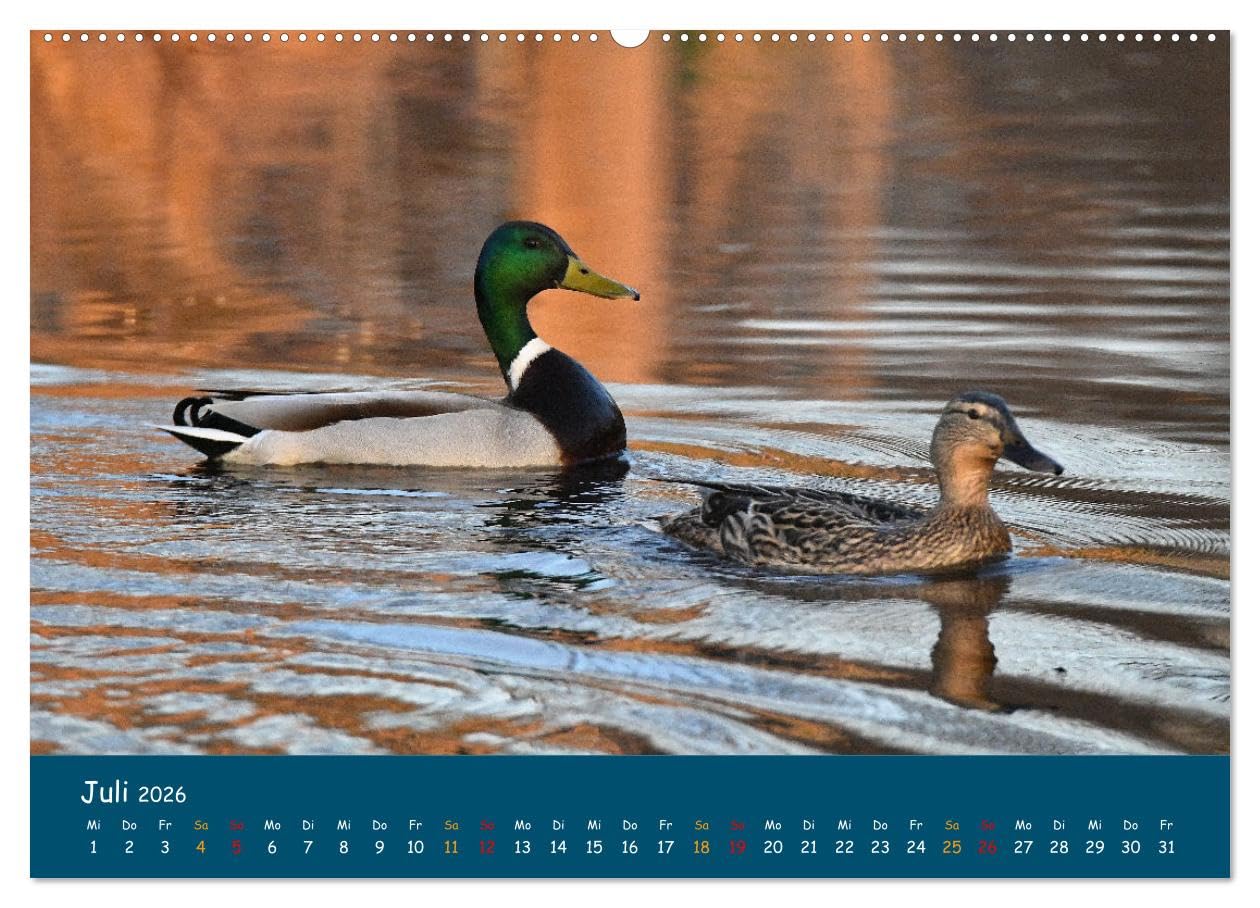 Naturschutzgebiet Wümme (hochwertiger Premium Wandkalender 2026 DIN A2 quer), Kunstdruck in Hochglanz: Ein Fotokalender mit Aufnahmen aus der Wümmeniederung, von Jens Siebert (CALVENDO Natur)