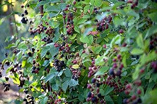 Rubus fruticosus 'Thornless Evergreen' 30-40 cm - Dornenlose Brombeere, weiße Blüten, Blütezeit Mai-Juni, ideal für Naschgärten, pflegeleicht und winterhart product image