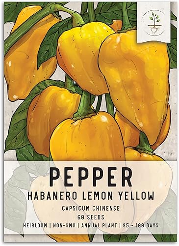 Miniatura 1 de Seed Needs, Semillas de pimiento picante habanero amarillo limón para plantar (Capsicum chinense) paquete individual de 60 semillas, reliquia, sin