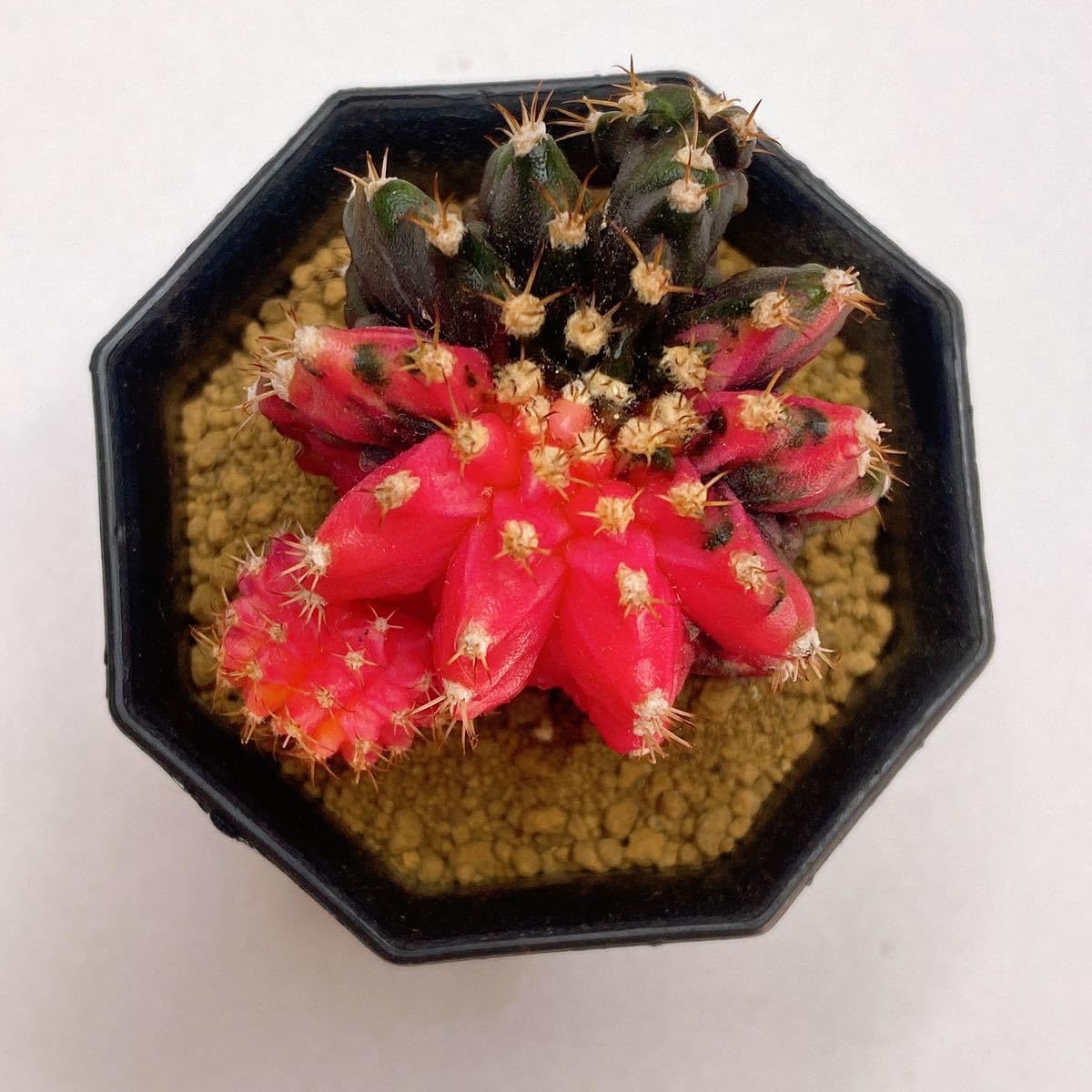 Amazon.co.jp: T-REX錦！多肉植物 恐竜サボテン ギムノカリキウムミハ
