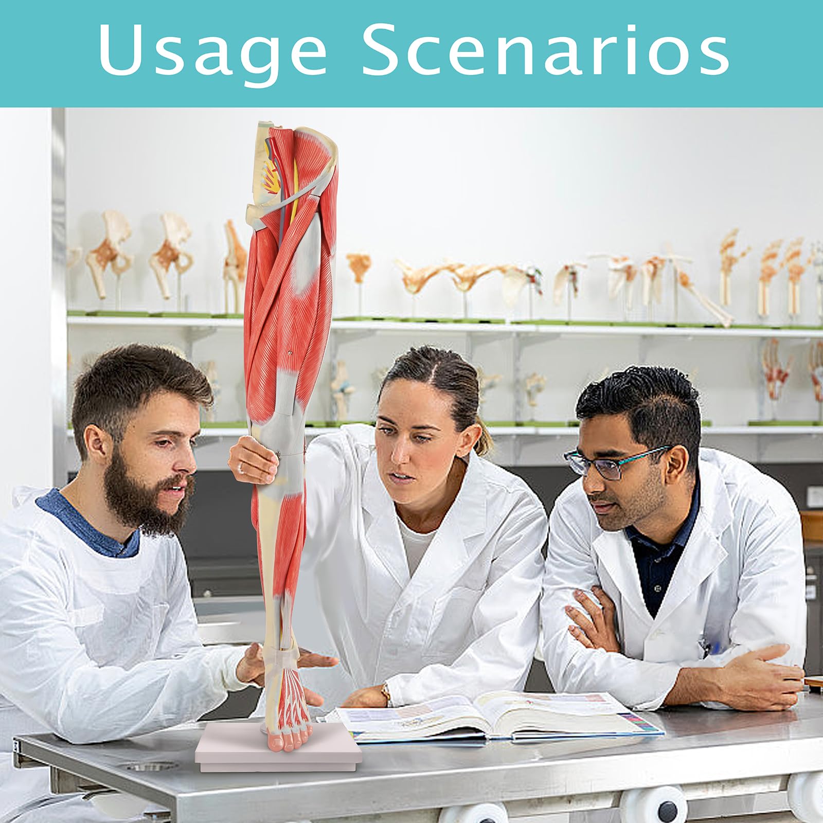 EVOTECH SCIENTIFIC Human Leg Muscles Anatomy Model, Life Size 14 Parts Removable Human Leg Anatomy Model Showing Muscles Major Blood Vessels & Nerves for Medical Student Lab Classroom Tool - Image 5