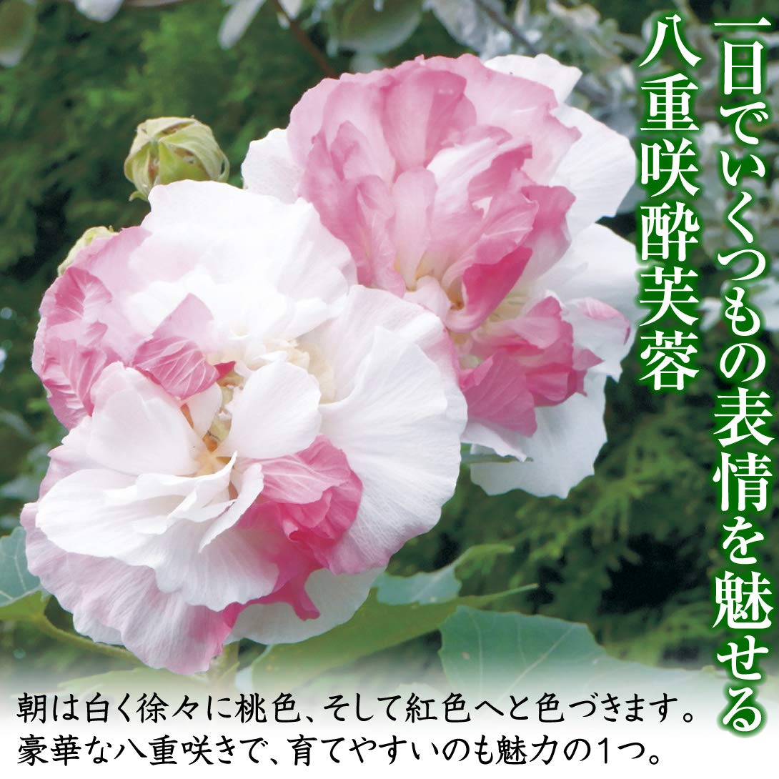 Amazon.co.jp: 苗 苗木 八重咲酔芙蓉 1株 / 庭木 植木 花木苗