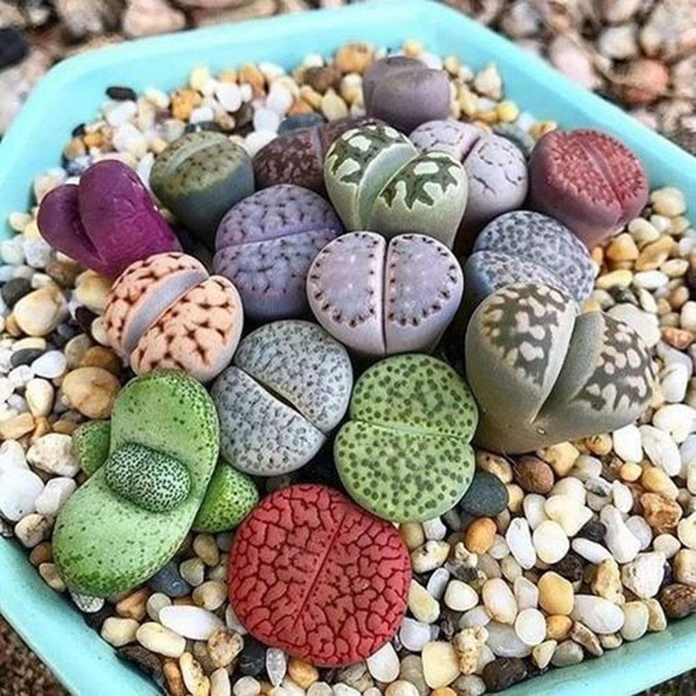Portal Cool 100Pcs: 50 / 100Pcs Semillas de Lithops raras mezcladas Piedras vivas Semillas de plantas de cactus suculentas