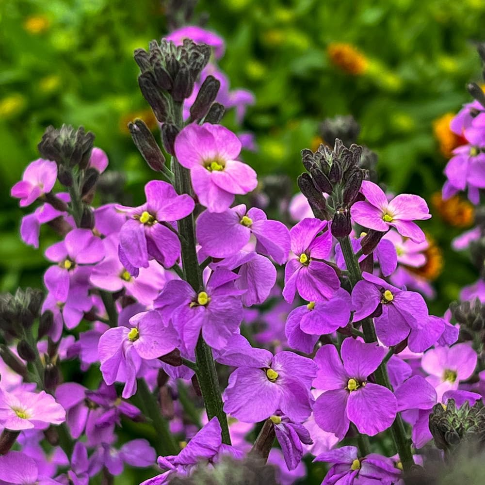 Bedwen Erysimum 'Super Bowl Mauve' Plug Plant x3 – Scented WallFlower for Winter Flowering Bedding, Pots & Early Season Colour