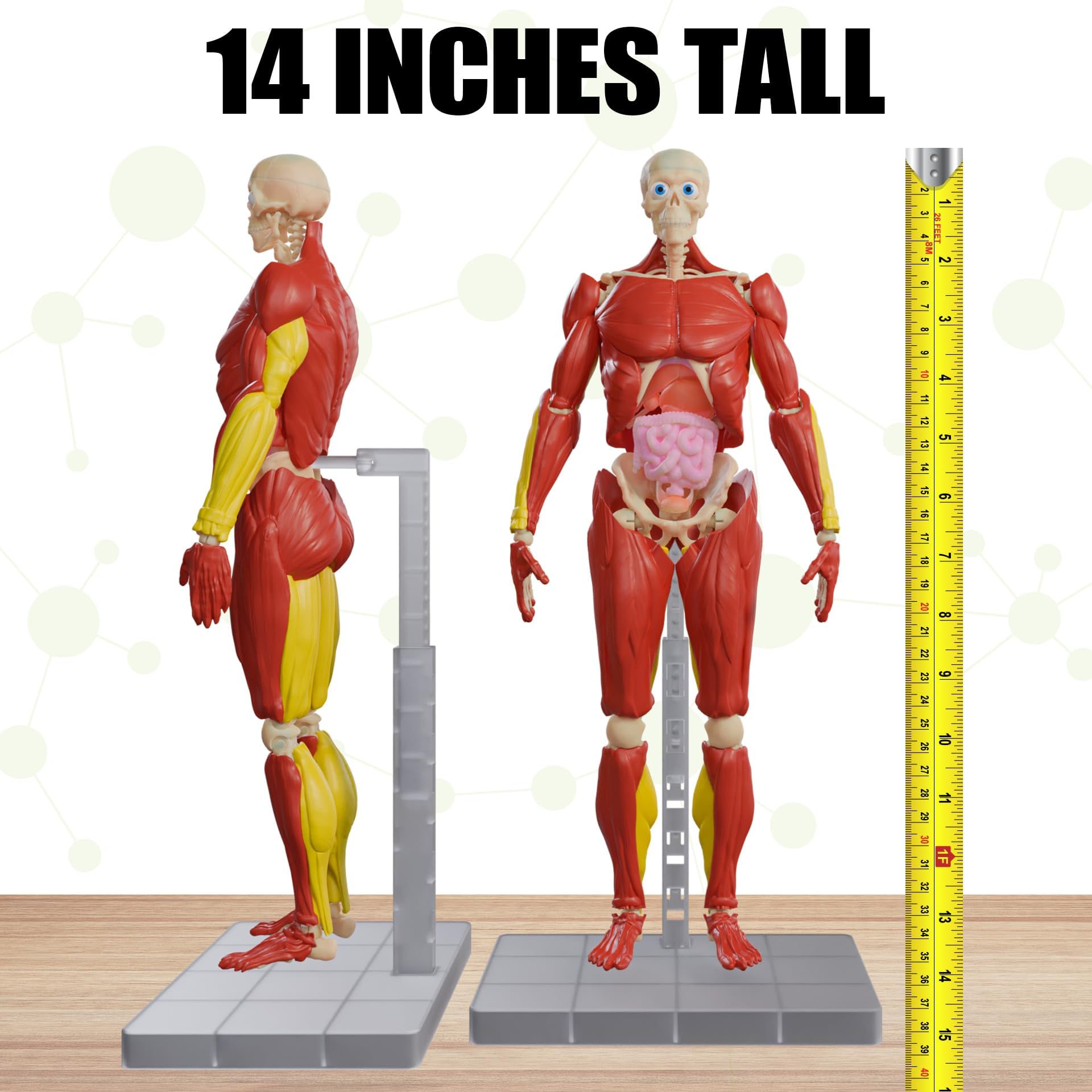 Be Amazing! Toys Interactive Human Body - Adult, Multicolor