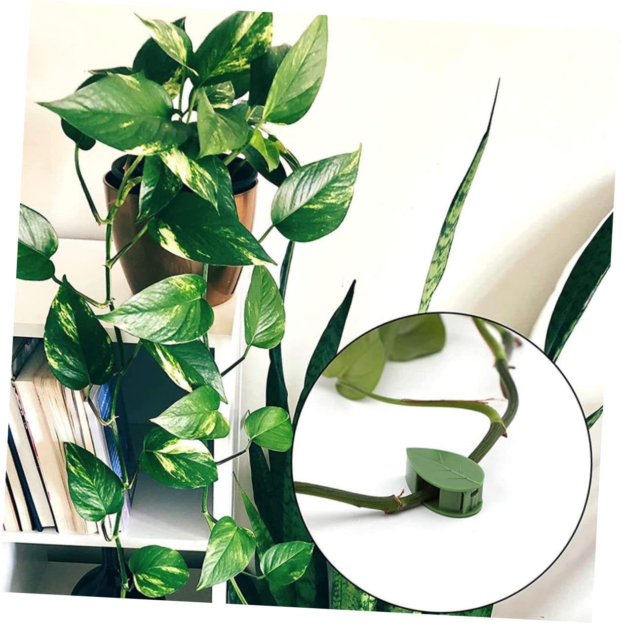 BESTonZON 2 Sätze Fixer Für Grüne Pflanzen Drinnen Pflanzenklebeclip Pflanzenkletterwandclips Anlage Hauspflanze Zimmerpflanzen Traktionsclip Für Pflanzenreben Plastik 60 Stück * 2