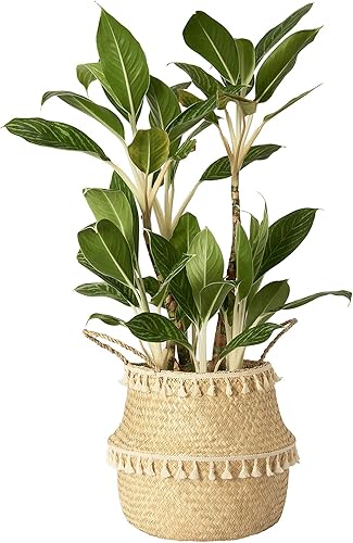 Miniatura 8 de Artera  Cesta de mimbre para el vientre, interior con forro de plástico y asas, maceta natural para higuera, planta de serpiente