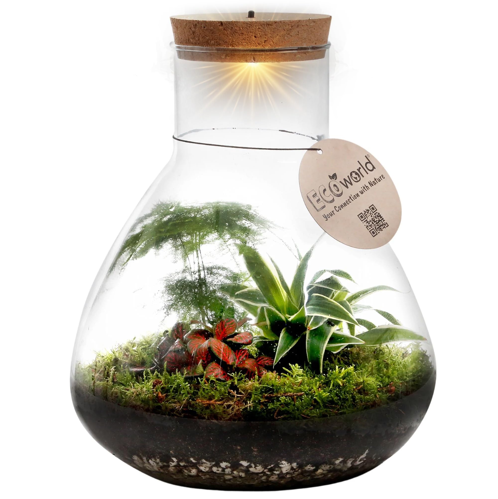Exotic Houseplants Glass Container