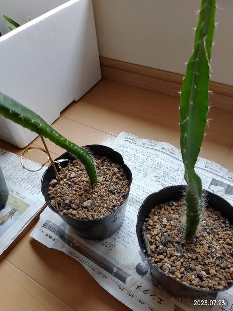 Amazon.co.jp: ドラゴンフルーツ苗 (カット苗、100％根出し苗