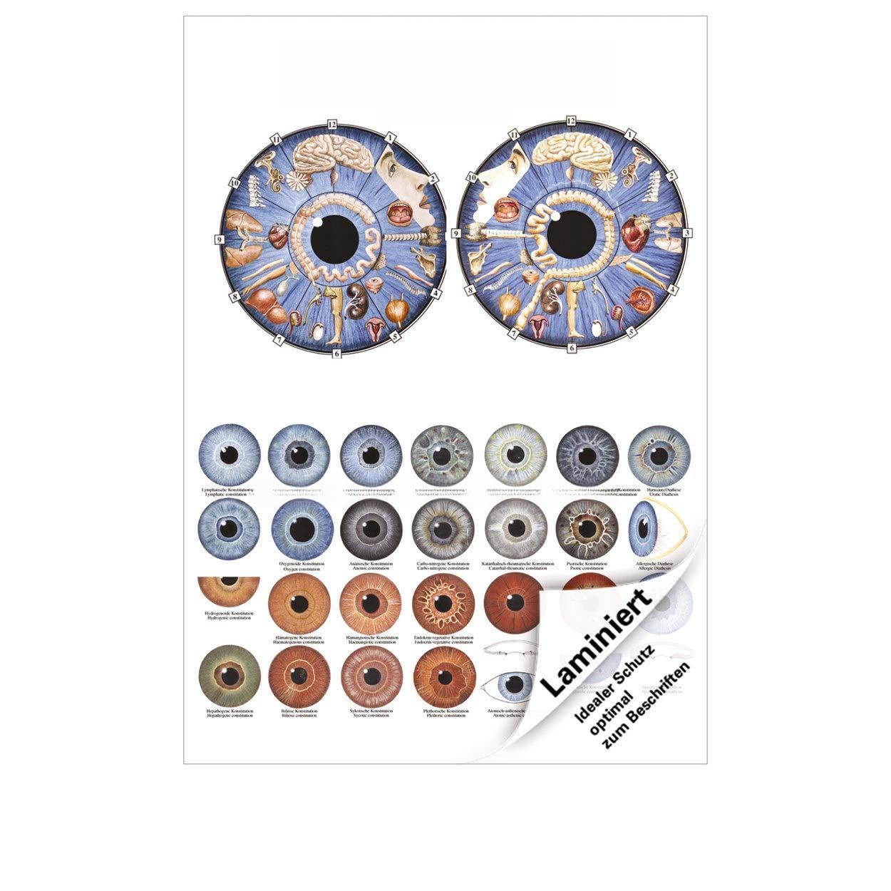 Irisdiagnose Poster Anatomie 70x50 cm medizinische Lehrmittel