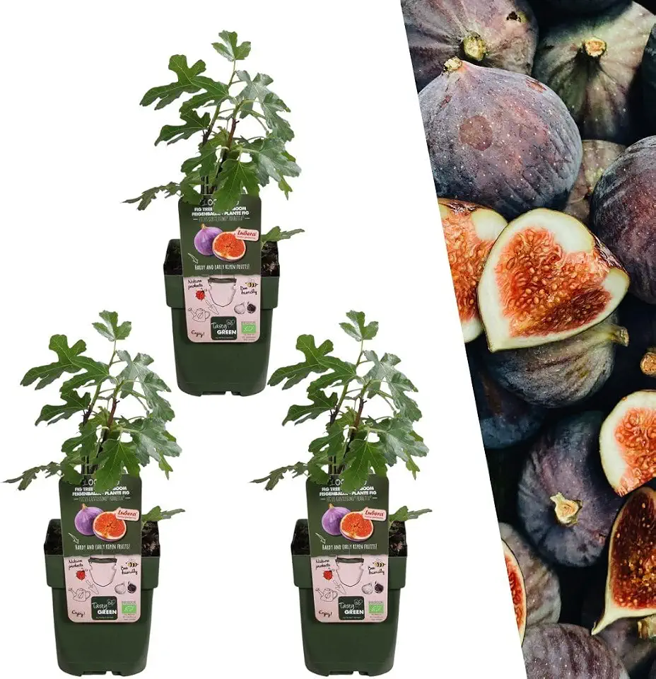 Feige bei leichten Verstopfungen und Erkrankungen der Atemwege 3 Plants by Frank | 3 Feigenbaum Pflanzen BIO | 3 x Ficus Carica | 13 cm Ø | 20 cm ↨ | Feigenbaum | 100% Biologisch | Obstgarten | Obstbäume | Gemüsegarten | Gartenpflanzen