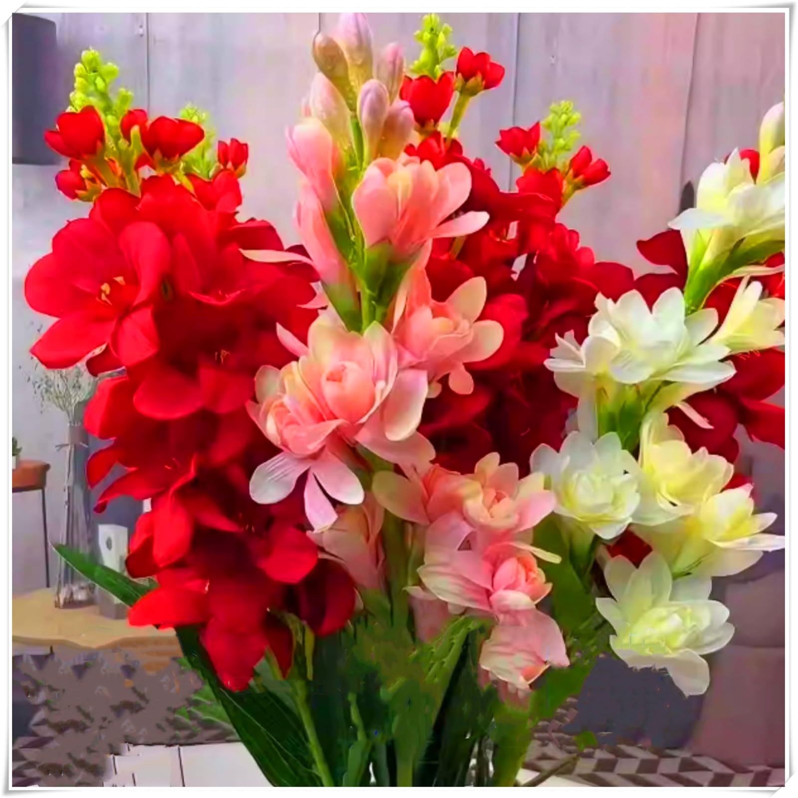 Perennial, Fragrance Tuberose Bulbs, Hardy, Professional for Beautiful Garden Displays-10 Bulbs-A