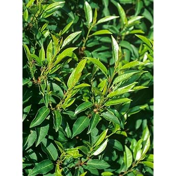 Set of 10 Portuguese Cherry Laurel P9 Evergreen Hardy Hedge Plants 20-25 cm Fast-Growing Prunus laurocerasus Angustifolia