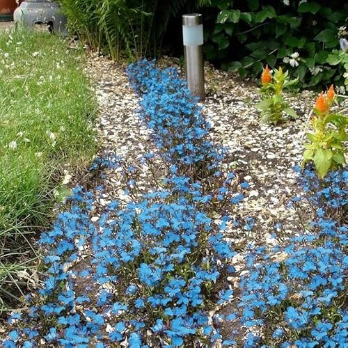 3000+ Mix Creeping Thyme Seeds Ground Cover For Planting , Heirloom Thymus Serpyllum , Ground Cover Plants Easy To Plant And Grow, Non-Gmo Yellow, Pink, Blue #TOP2